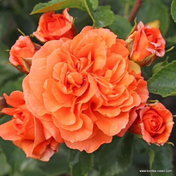 Orangerie® / Friedrichstadt-Rose  Beetrose