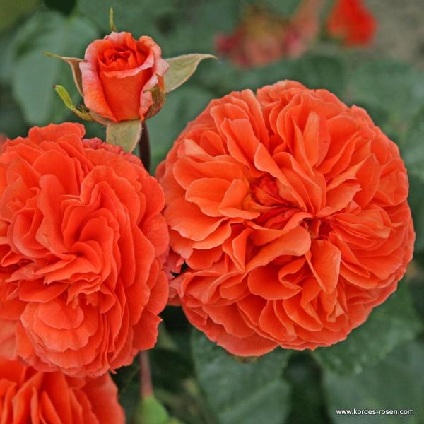 Orangerie® / Friedrichstadt-Rose  Beetrose