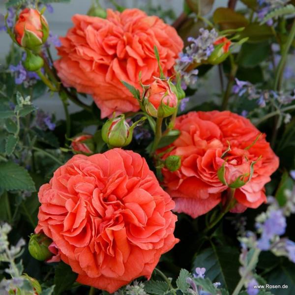 Orangerie® / Friedrichstadt-Rose  Beetrose
