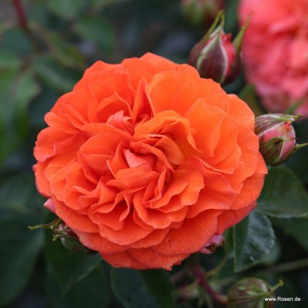 Orangerie® / Friedrichstadt-Rose  Beetrose