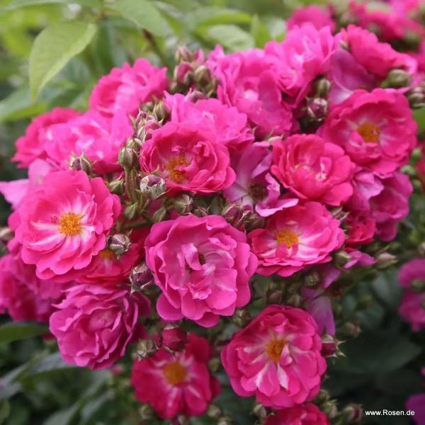 Perfumy Siluetta® Kletterrose