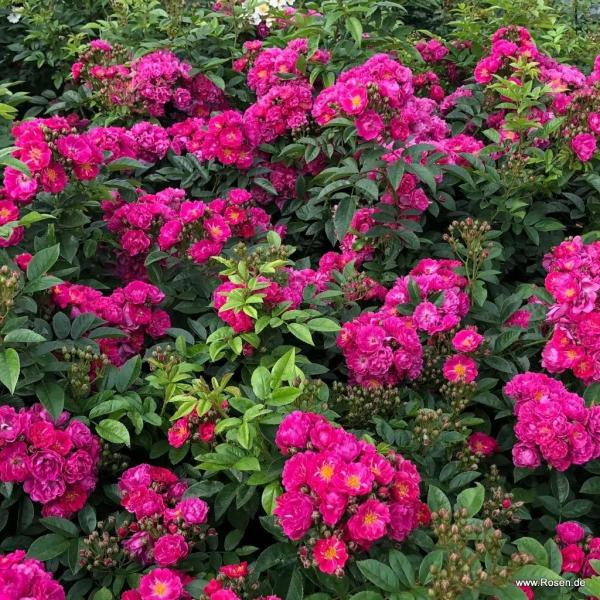 Perfumy Siluetta® Kletterrose