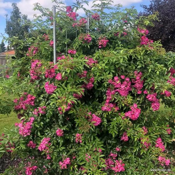 Perfumy Siluetta® Kletterrose