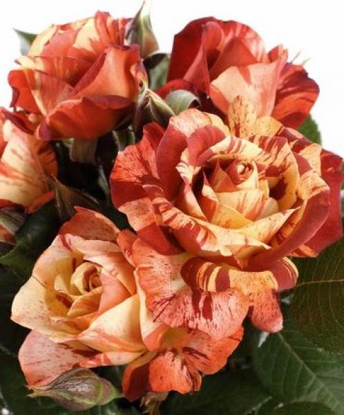 Poseidon ® - Strauchrose