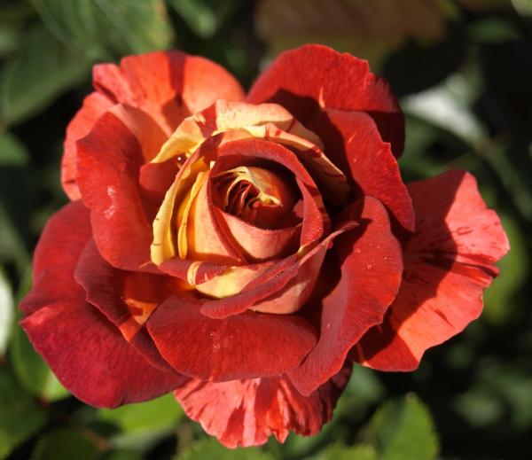 Poseidon ® - Strauchrose