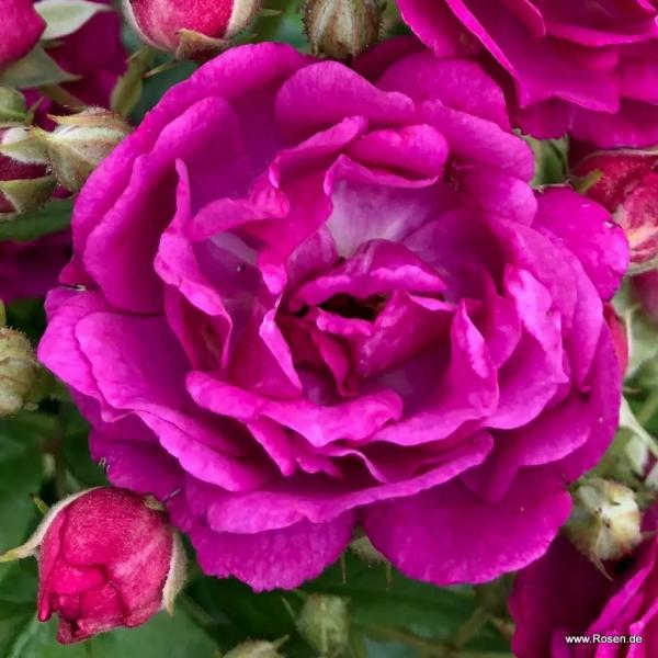 Purple Siluetta®  Ramblerrose