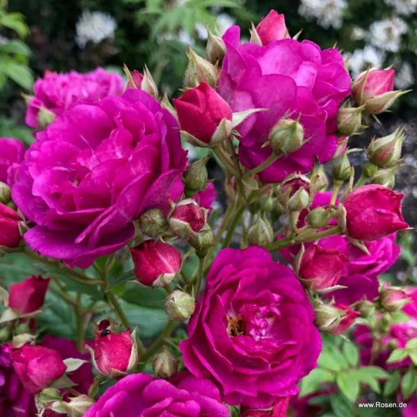 Purple Siluetta®  Ramblerrose