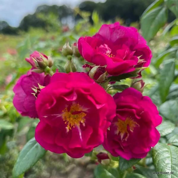 Purple Siluetta®  Ramblerrose
