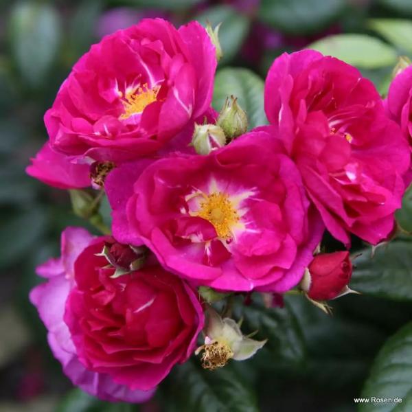 Purple Siluetta®  Ramblerrose