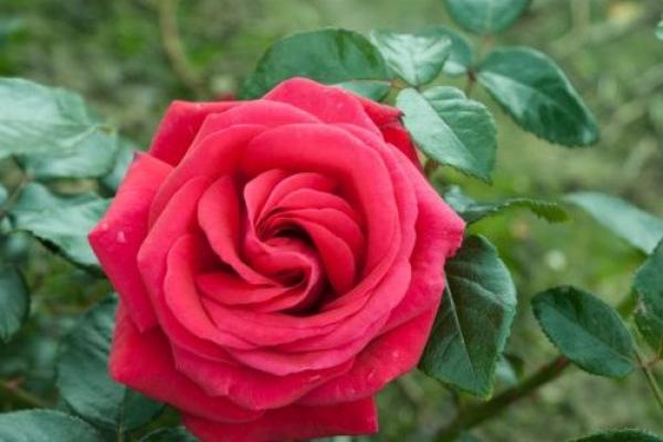 Red Flame ® Kletterrose