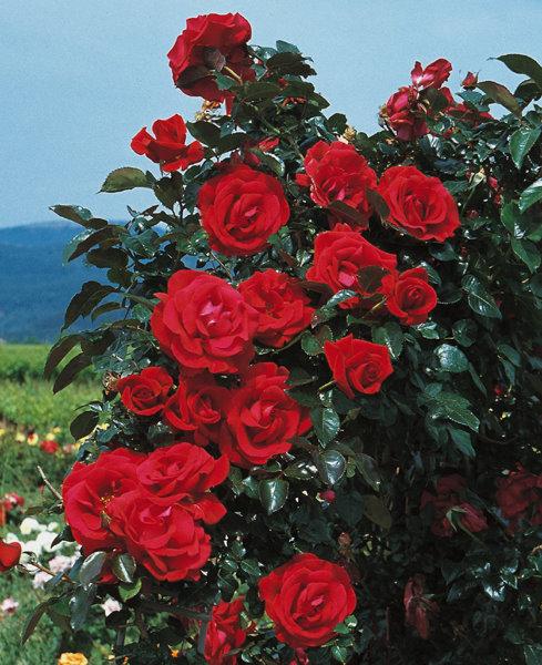 Red Flame ® Kletterrose