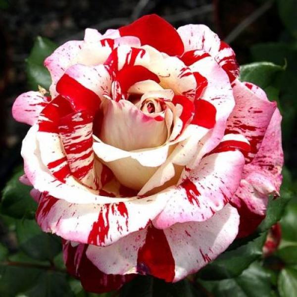 Rock & Roll™ Floribunda