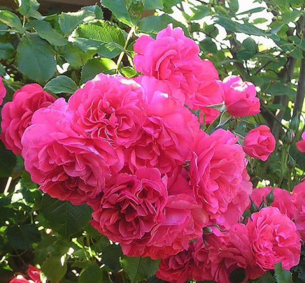Rosarium Uetersen®   Strauch -Kletterrose
