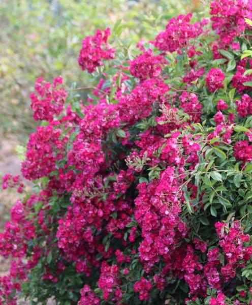 Rouge de Chine ® Strauch/Kletterrose