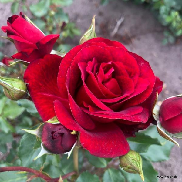 Royal Red® Kletterrose