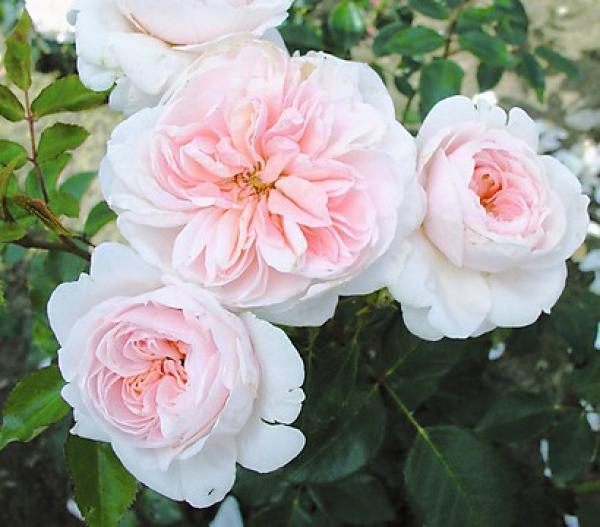 Sabrina®   Strauch-Kletterrose