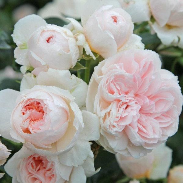 Sabrina®   Strauch-Kletterrose