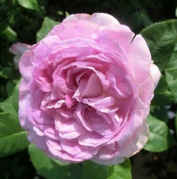 Saphir® Strauchrose