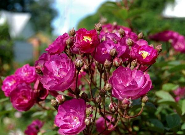 Sibelius ® Kleinstrauchrose