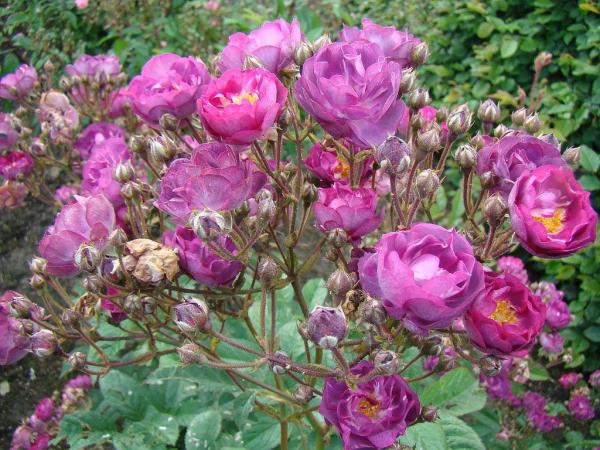 Sibelius ® Kleinstrauchrose