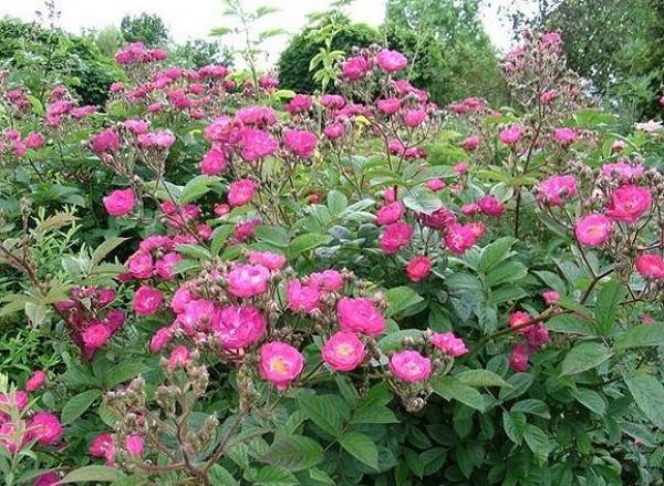 Sibelius ® Kleinstrauchrose