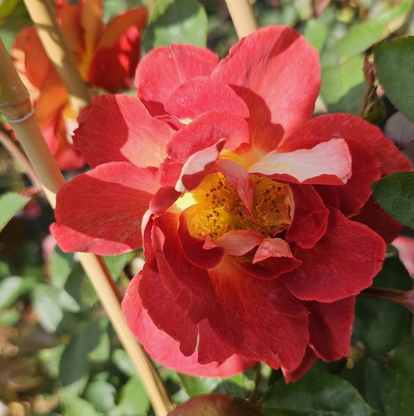 Strange Brew Strauchrose/Kletterrose