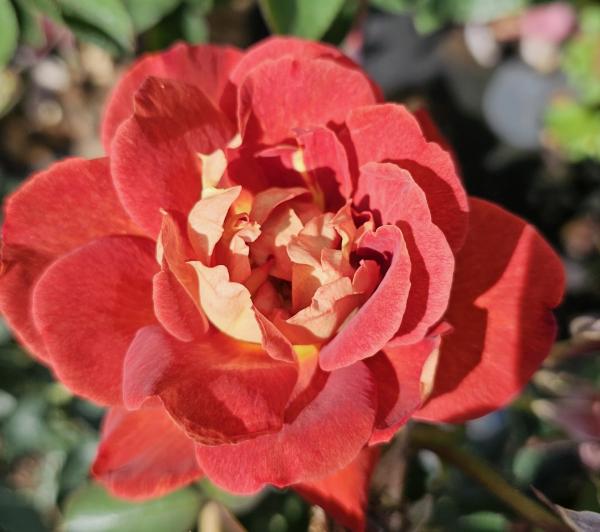 Strange Brew Strauchrose/Kletterrose