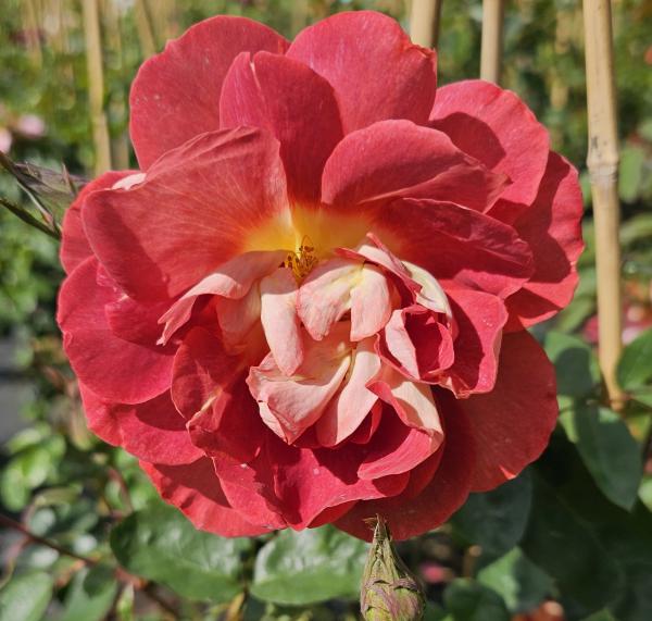 Strange Brew Strauchrose/Kletterrose