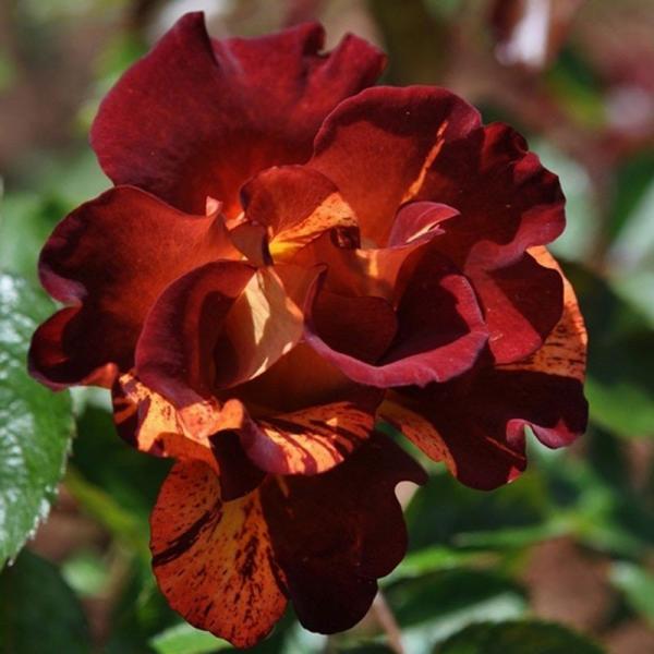 Summer Lodge ® Strauchrose/Kletterrose