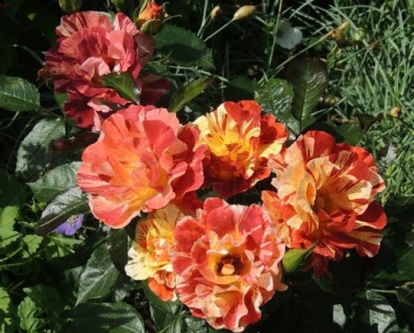 Summer Lodge ® Strauchrose/Kletterrose