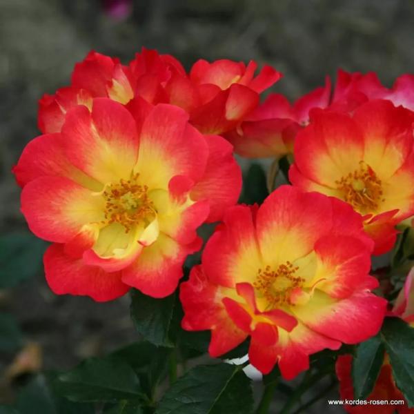 Summer of Love® Kleinstrauchrose