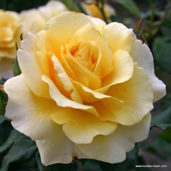 Sunny Sky® Edelrose