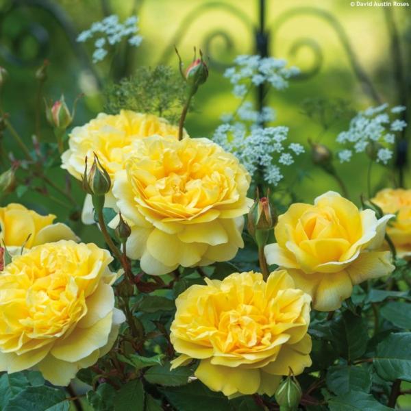 The Poet's Wife® Englische Rose