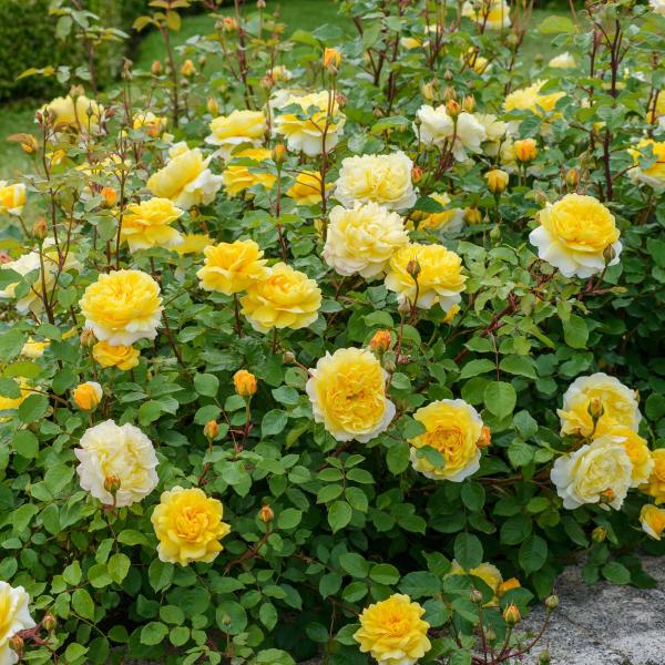 The Poet's Wife® Englische Rose