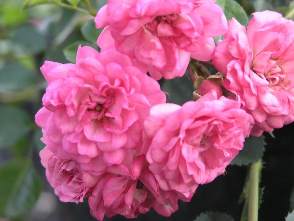 Utigord Falls® Ramblerrose