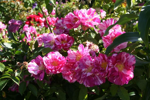 Versicolor Syn. Rosa Mundi  Strauchrose