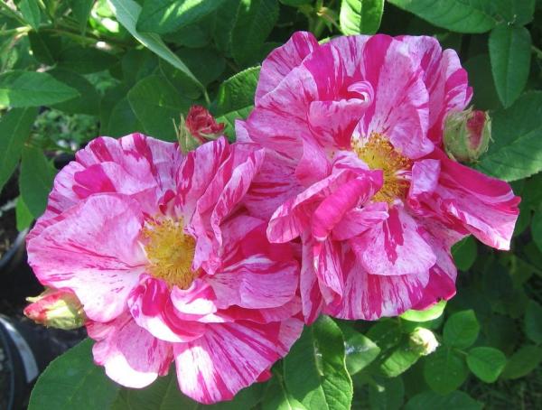 Versicolor Syn. Rosa Mundi  Strauchrose