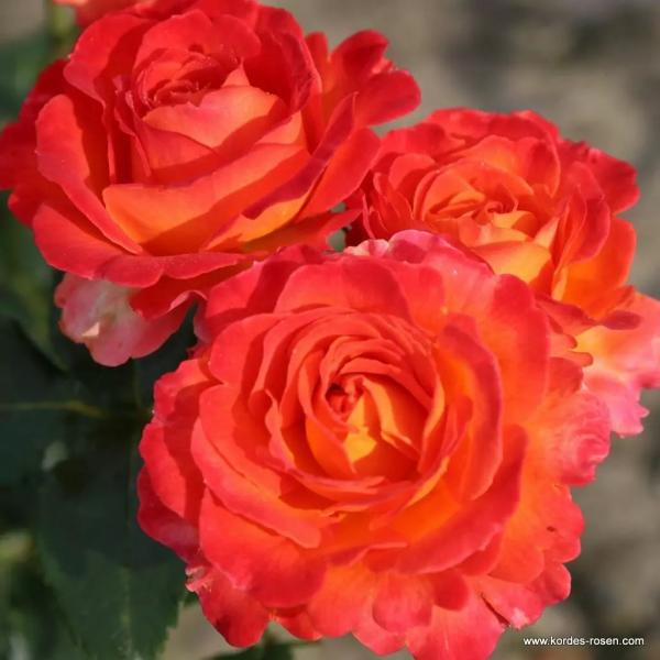Vulcano® Edelrose