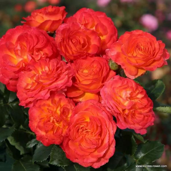 Vulcano® Edelrose
