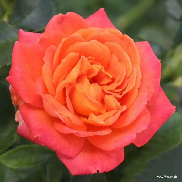 Vulcano® Edelrose