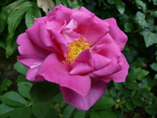 Wild Edric®  Strauchrose