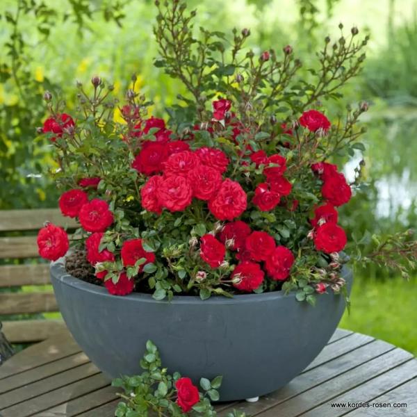 Zwergenfee '09®  Zwergrose