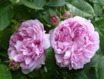 Mme. Boll   Strauchrose