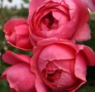 Gartenprinzessin Marie-José ® Beetrose Parfuma®