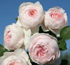 Herzogin Christiana® Beetrose Parfuma®