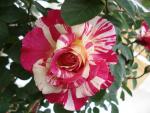 Maurice Utrillo ® Beet/ Strauchrose