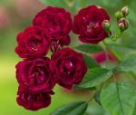 Perennial Domino® Ramblerrose