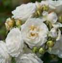 Perfume Dreams®  Kletterrose