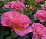 Pink Paradise®   Edelrose