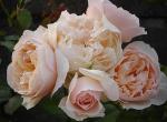 The Generous Gardener ®  Strauchrose
